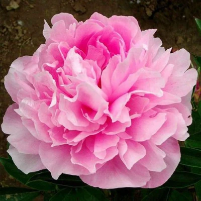 Пион ЛЕТЯЩИЙ ЖУРАВЛЬ травянистый в Орле