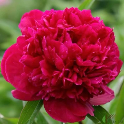 Пион РЕД САРА БЕРНАР травянистый в Орле