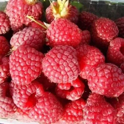 Малина ПОЛЕСЬЕ в Орле