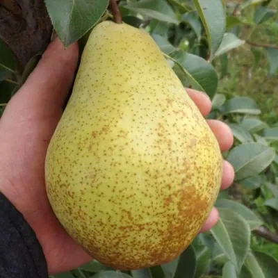 Груша ГЕНЕРАЛ ЛЕКЛЕРК в Орле