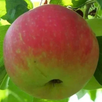 Яблоня УТРО в Орле