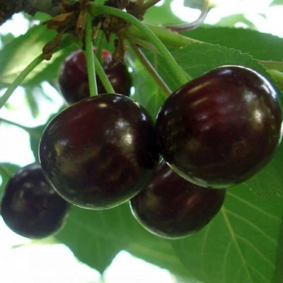 Дюк КСЕНИЯ (ЧЕРЕВИШНЯ) в Орле