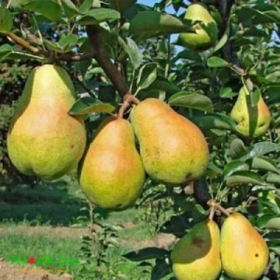 Груша ДОБРЯНКА в Орле