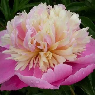 Пион ВЕСЕННЯЯ ПАЛИТРА травянистый в Орле