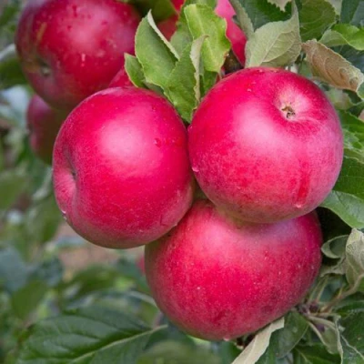 Яблоня РОЖДЕСТВЕНСКОЕ в Орле