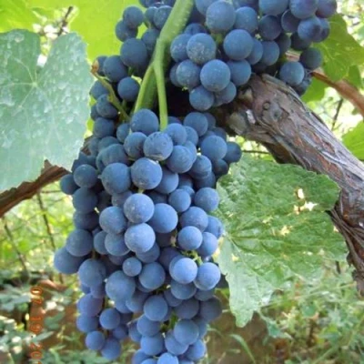 Виноград ВЕНУС в Орле