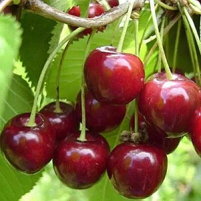 Вишня ХАРИТОНОВСКАЯ в Орле