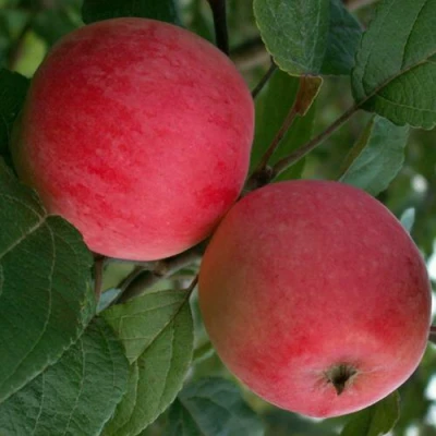 Яблоня СУЙСЛЕПСКОЕ (МАЛИНОВКА) в Орле