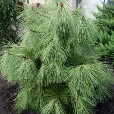 Сосна желтая  в Орле