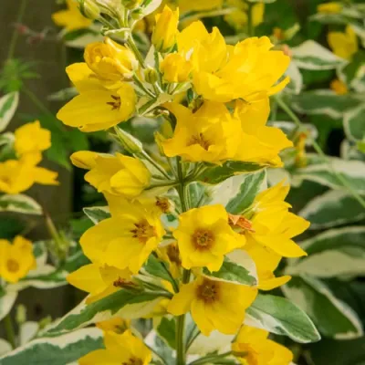 Вербейник АЛЕКСАНДР точечный в Орле