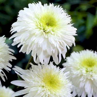 Нивяник ФИОНА ГОГХИЛЛ великолепный в Орле