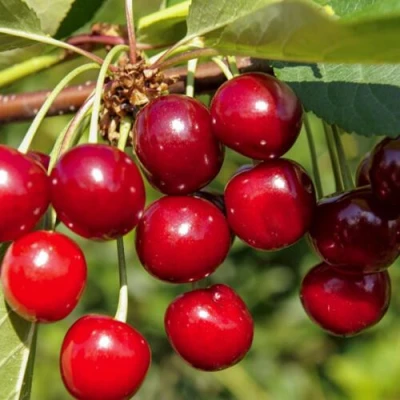 Вишня ЛЮБСКАЯ в Орле