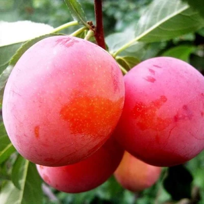 Слива КОМЕТА в Орле