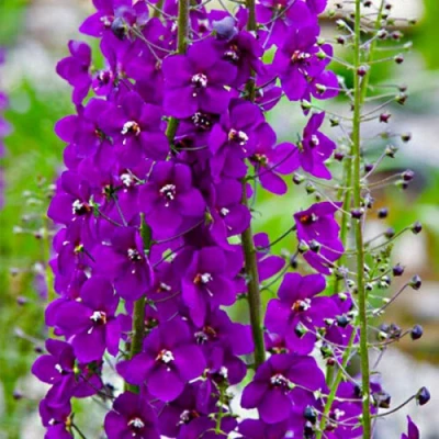 Коровяк ВИОЛЕТТА (вербаскум) в Орле