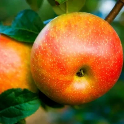 Яблоня АБРИКОСОВАЯ в Орле