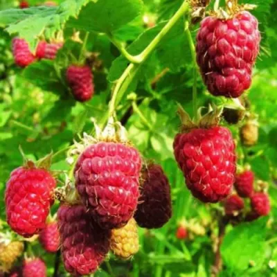 Малина ДЖОАН ДЖИ (ДЖОАН ДЖЕЙ) в Орле