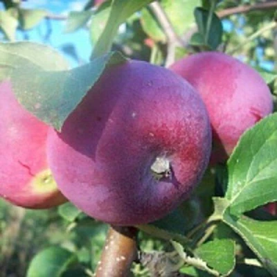 Яблоня СЕРЕБРЯНОЕ КОПЫТЦЕ в Орле