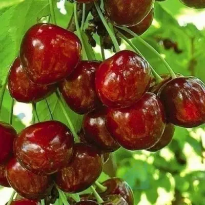 Черешня БУРЛАТ в Орле