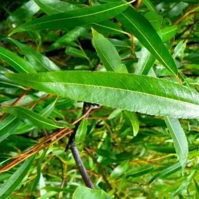 Ива ломкая  в Орле