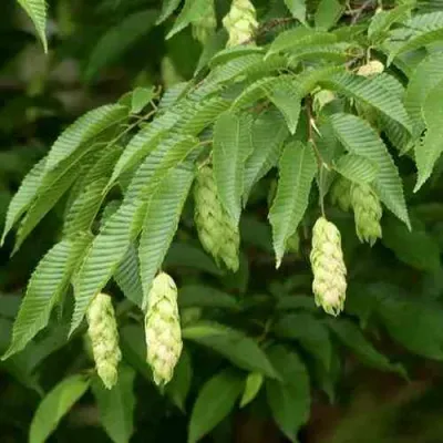 Граб японский в Орле