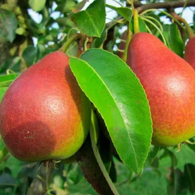 Груша ГЕРА в Орле