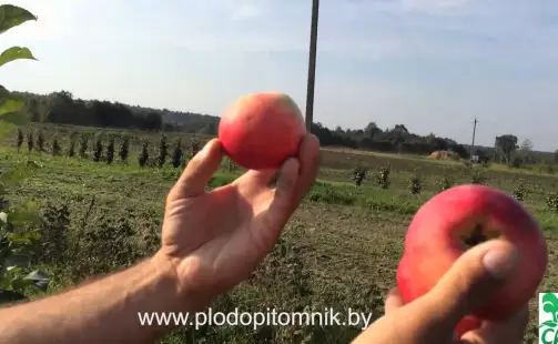 Превью видео