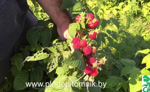 Превью видео