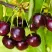 Черешня ИПУТЬ в Орле