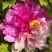 Пион ДВЕ СЕСТРЫ древовидный в Орле