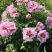 Пион РОЗОВАЯ РЕКА древовидный в Орле
