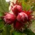 Фундук СИРЕНА в Орле