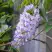 Глициния макростахия БЛЮ МУН в Орле