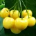 Черешня ПОДСНЕЖНИК в Орле