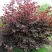 Фундук СИРЕНА в Орле