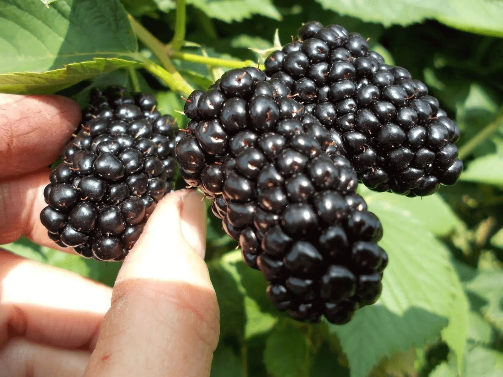 саженцы бесшипной ежевики