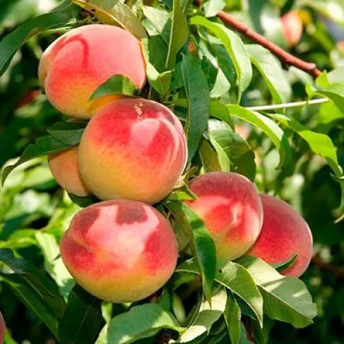 Саженцы персика Саженцы персика