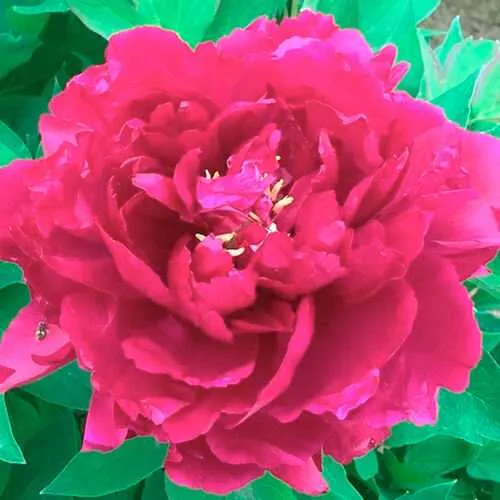 Пион ОСТРОВНОЙ МИНИСТР древовидный в Орле