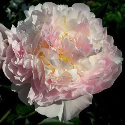 саженцы пиона