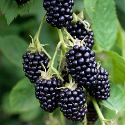 Ремонтантная  Ремонтантная в Орле