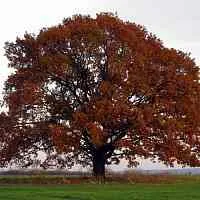 Дуб скальный  Дуб скальный в Орле