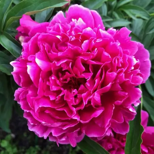 Пион КАРЛ РОЗЕНФЕЛЬД травянистый в Орле