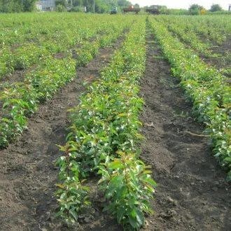Подвой груши ДИКАЯ ГРУША в Орле