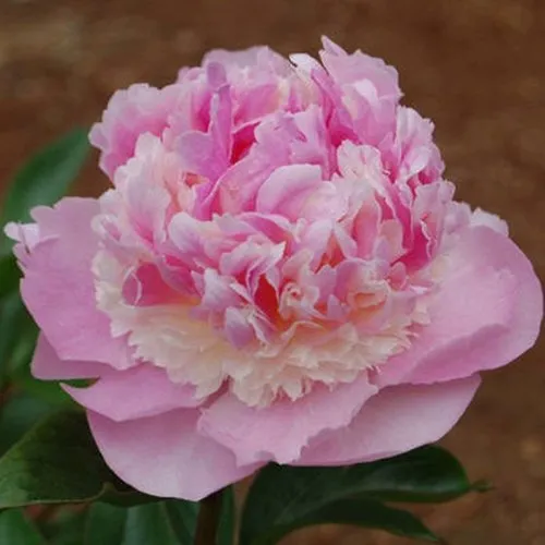 Пион ЭНДЖЕЛ ЧИКС травянистый в Орле