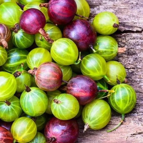 Крыжовник на вашем участке: пошаговый гид по посадке и уходу