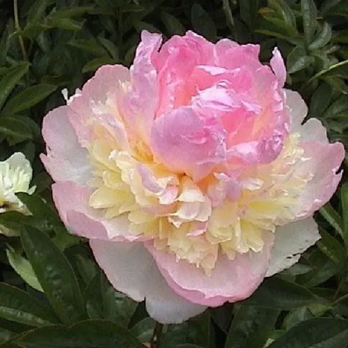 Пион РАСБЕРРИ САНДЕЙ травянистый в Орле