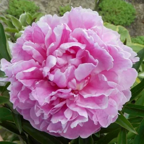 Пион РИМ травянистый в Орле