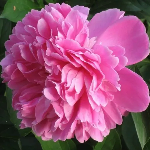 саженцы пиона