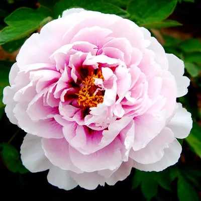 Пион ПЕРСИК ПОД СНЕГОМ древовидный  Пион ПЕРСИК ПОД СНЕГОМ древовидный в Орле