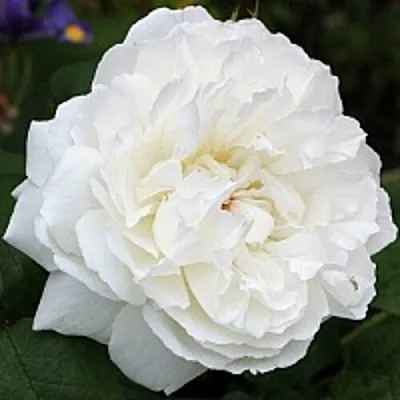 Саженцы роз ВИНЧЕСТЕР КАФЕДРАЛ английская  Саженцы роз ВИНЧЕСТЕР КАФЕДРАЛ английская в Орле