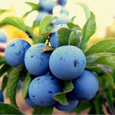 Слива КРОМАНЬ Слива КРОМАНЬ